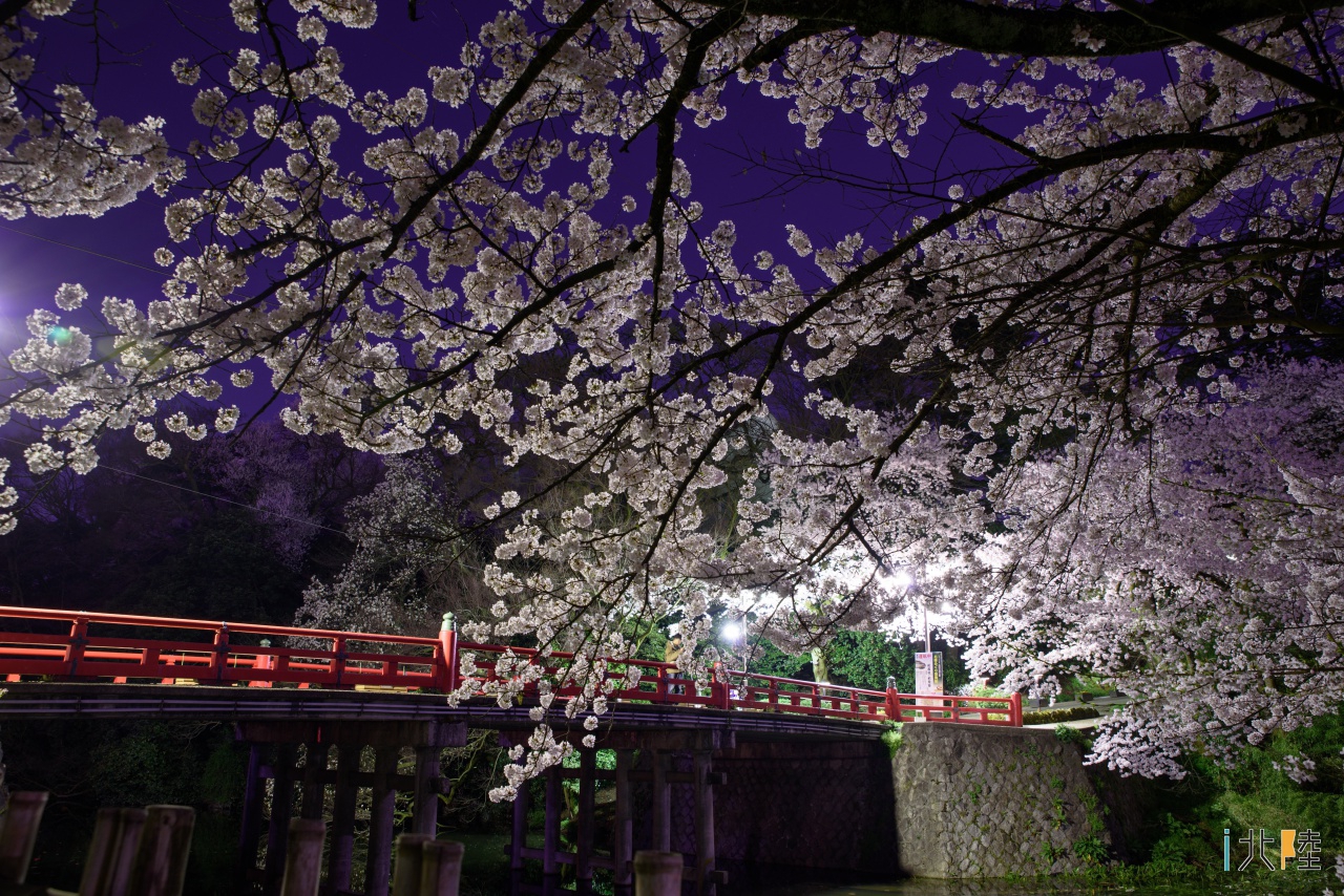 高岡古城公園 高岡桜まつり ぼんぼり点灯 桜ライトアップ