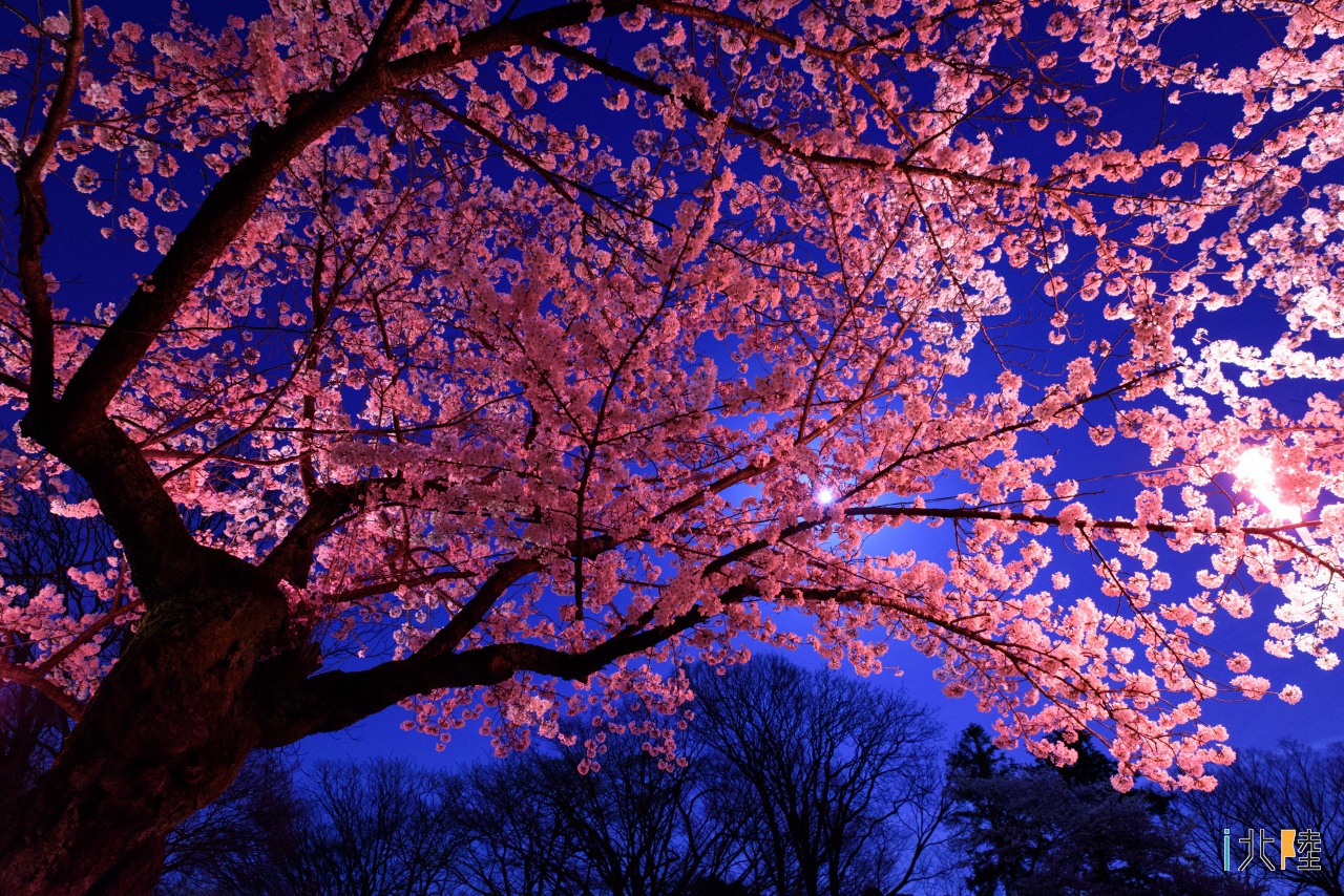 高岡古城公園 高岡桜まつり ぼんぼり点灯 桜ライトアップ