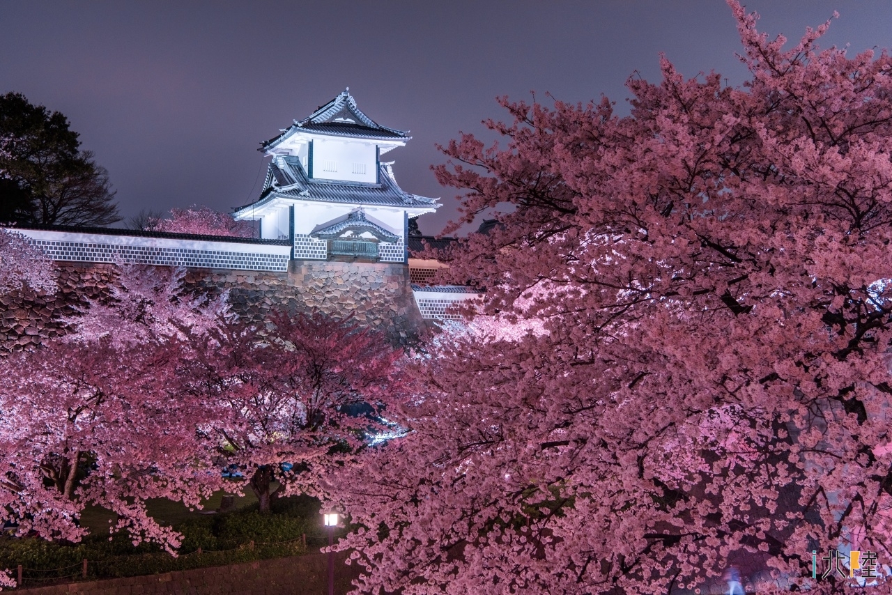 金沢城 兼六園 無料開園と夜桜ライトアップ18